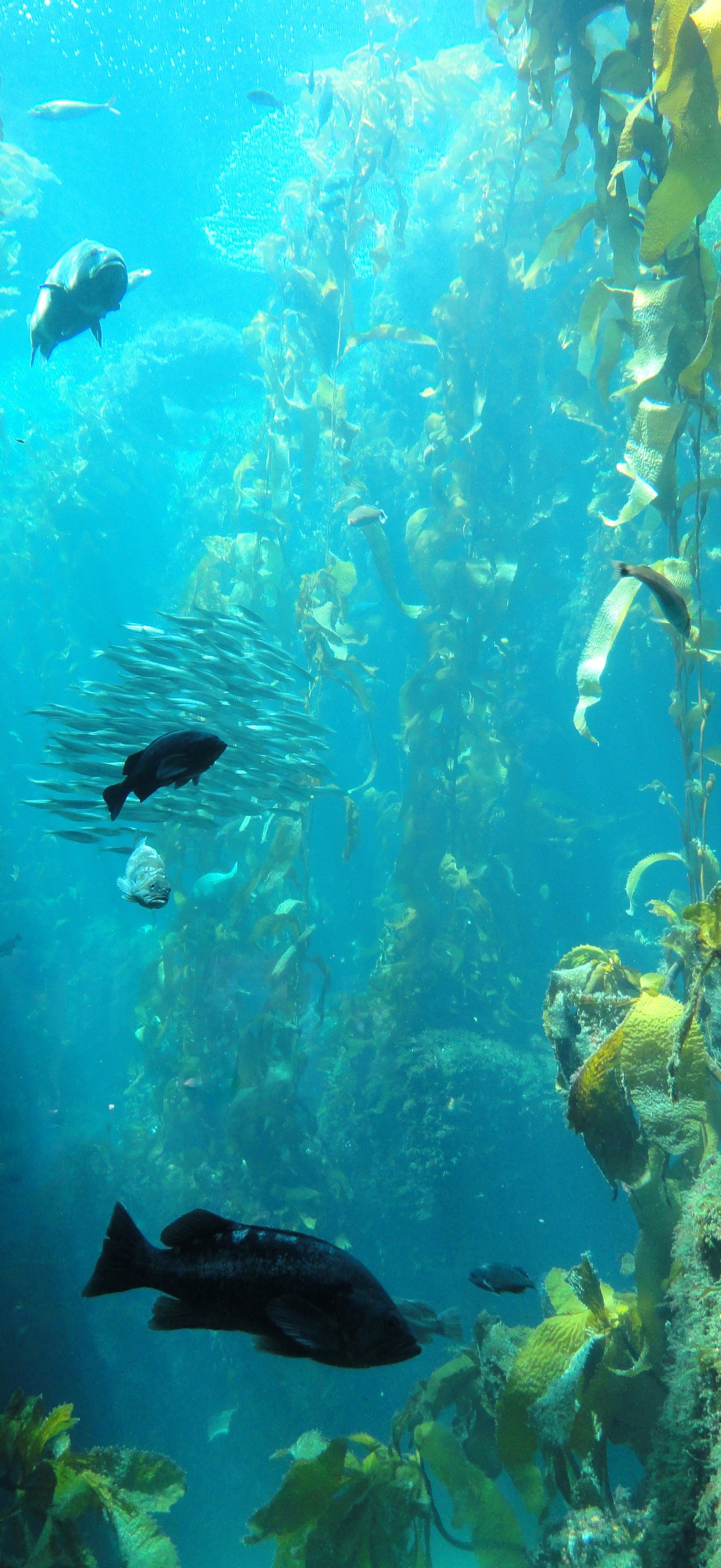 Kelp Forest - MBA