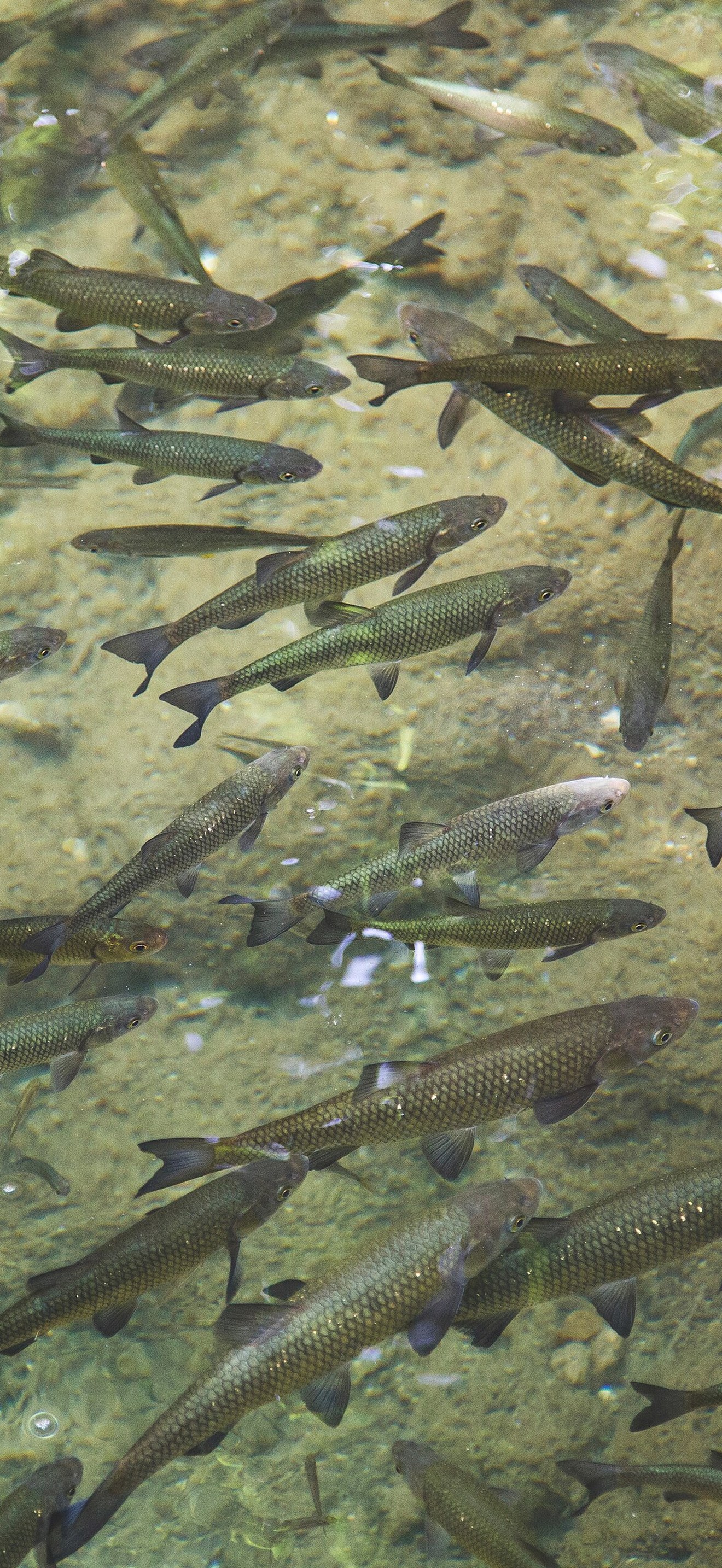 Fish school