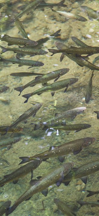 Fish school