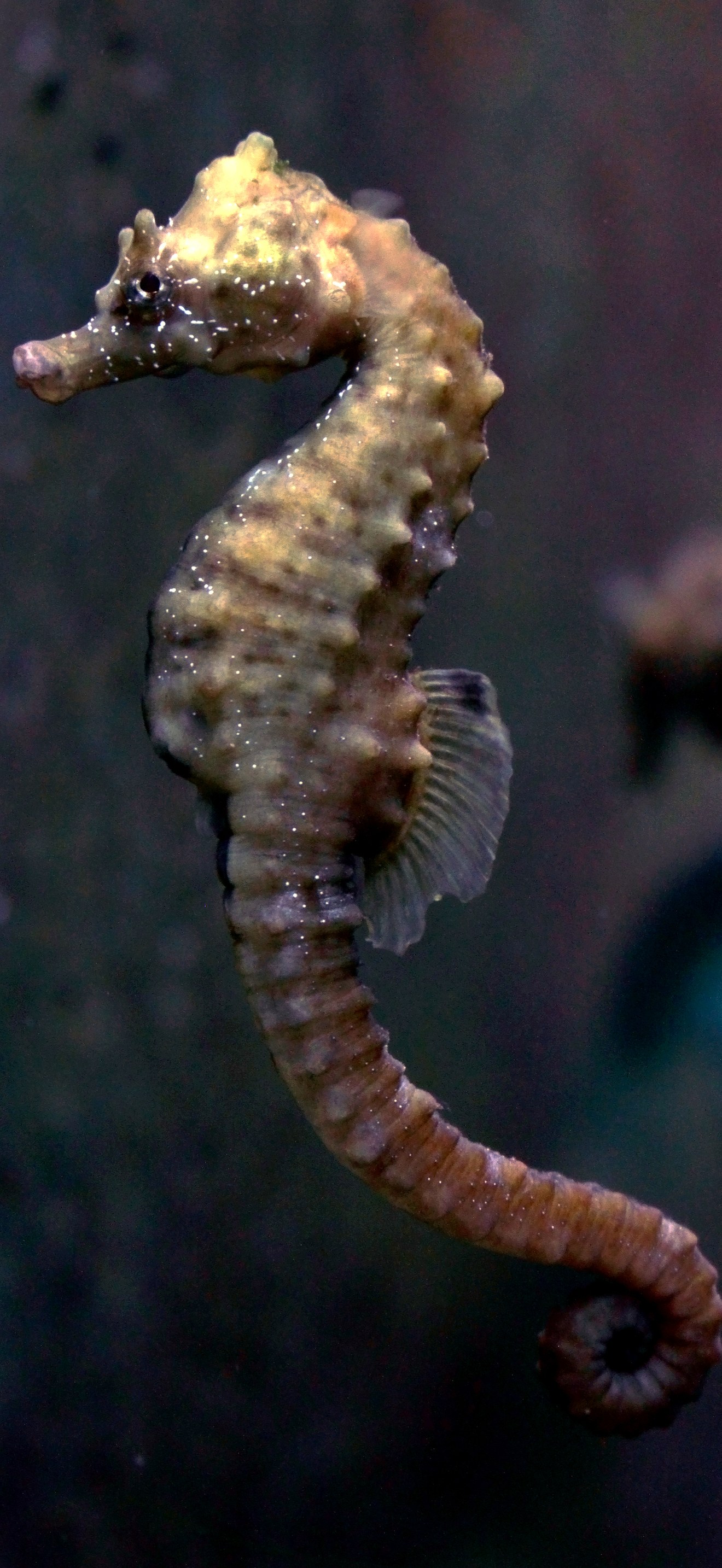 Aquarium de Dunkerque Hippocampus