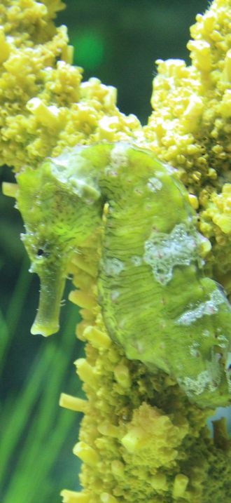 Brookfield seahorse