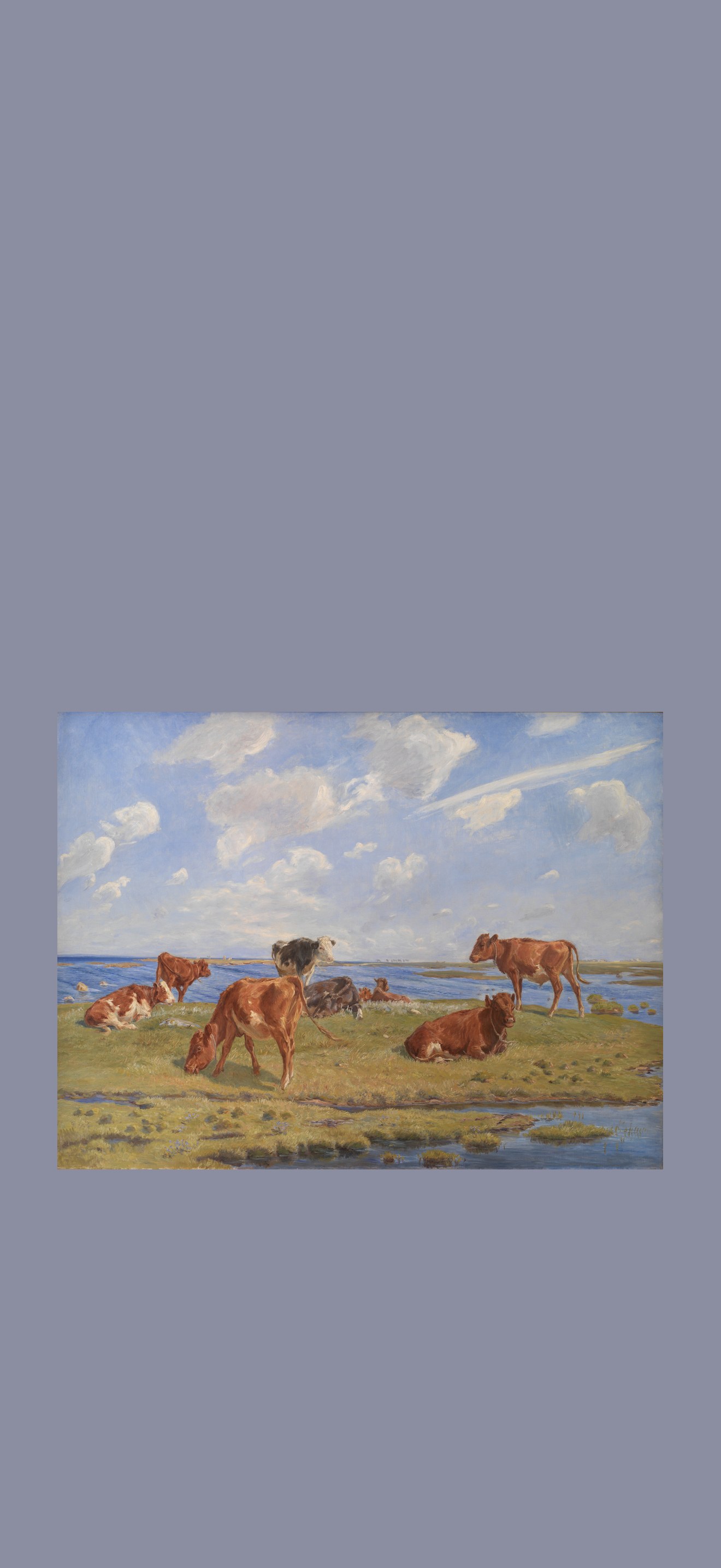 Kalve ved stranden