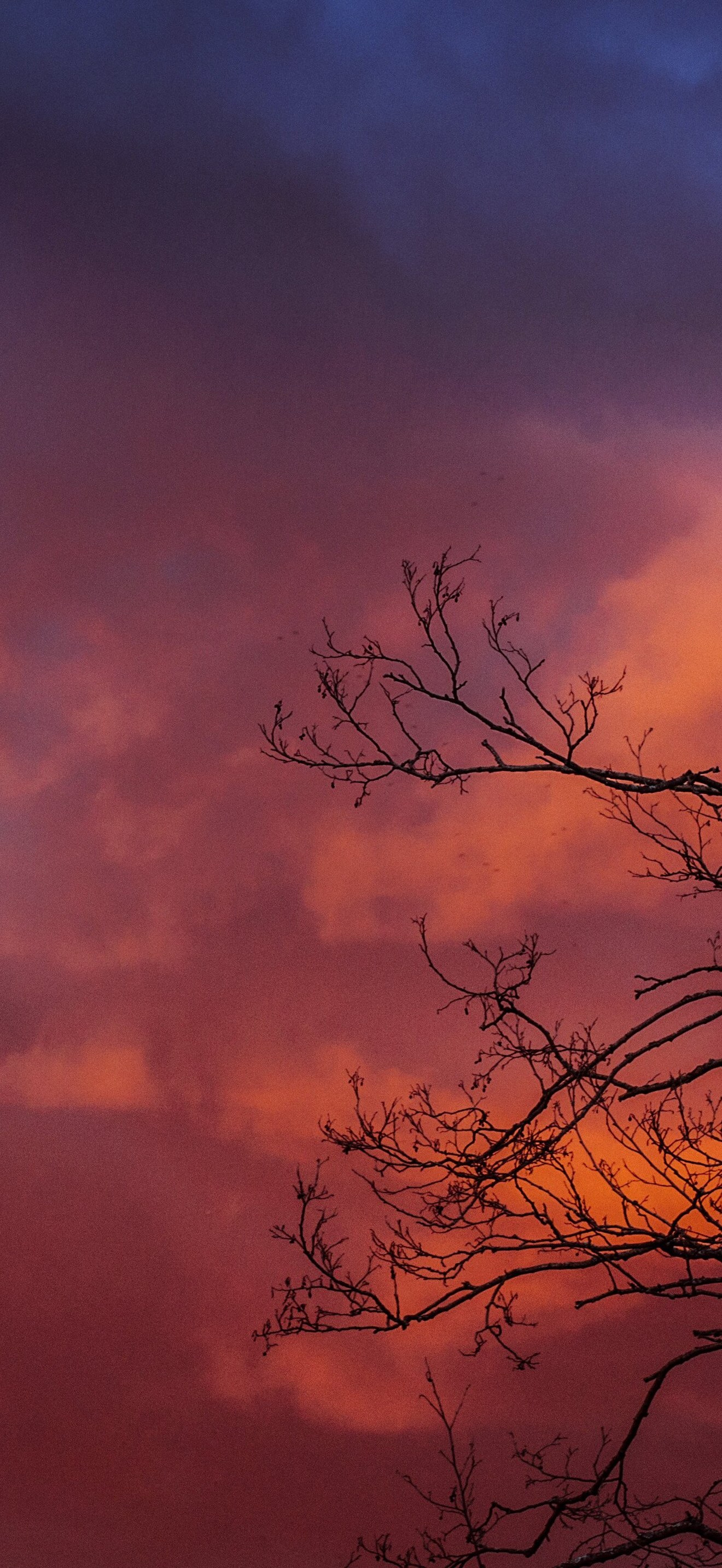 Pink sky and tree