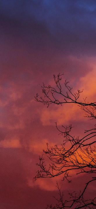 Pink sky and tree