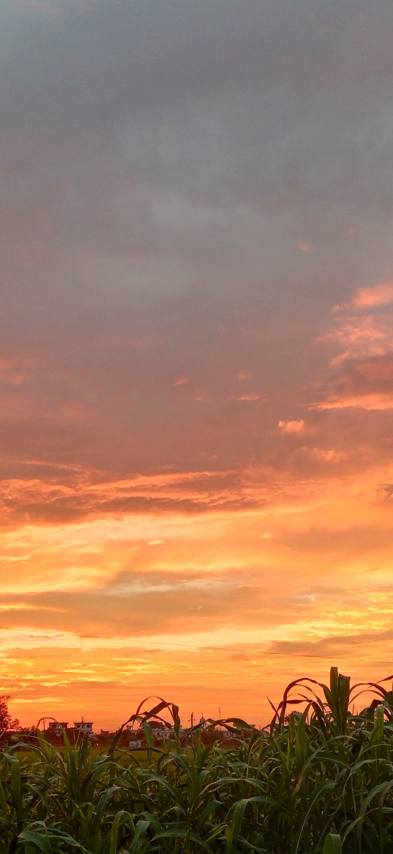 Golden Sunset Clouds