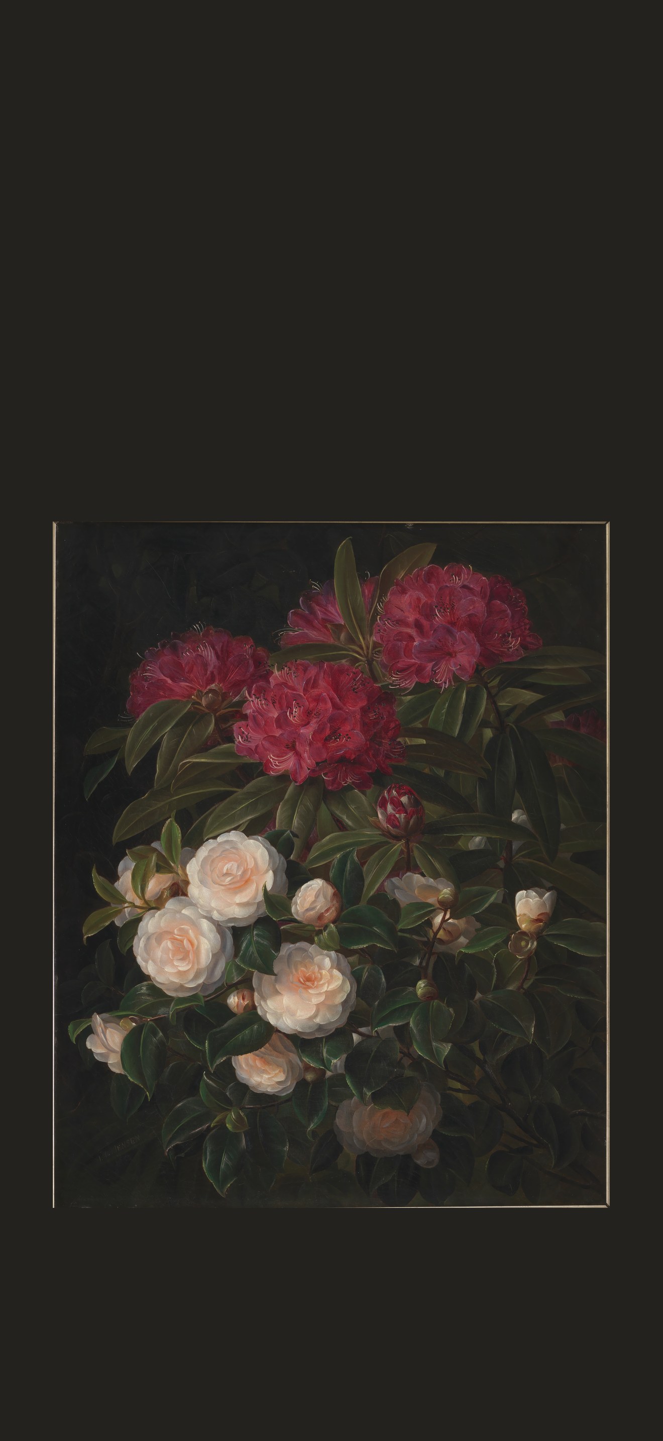 Kamelier og rhododendron