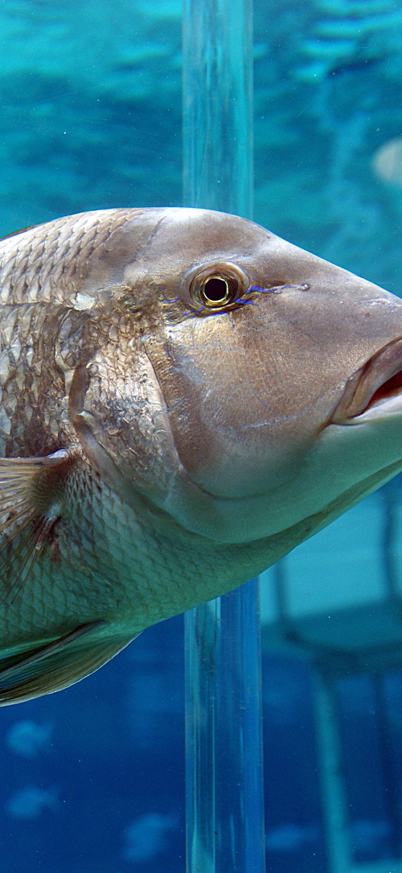 Giant grouper