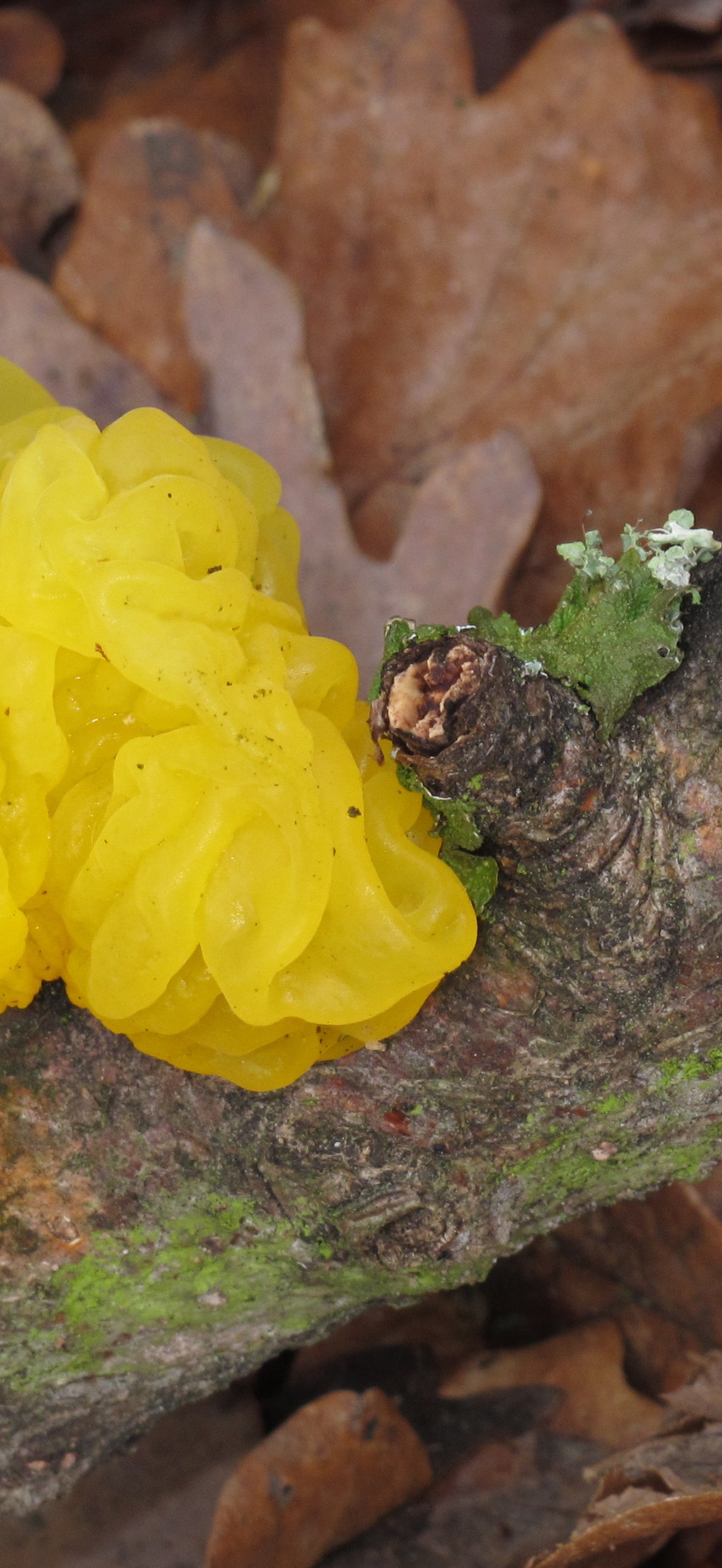 Tremella mesenterica RF