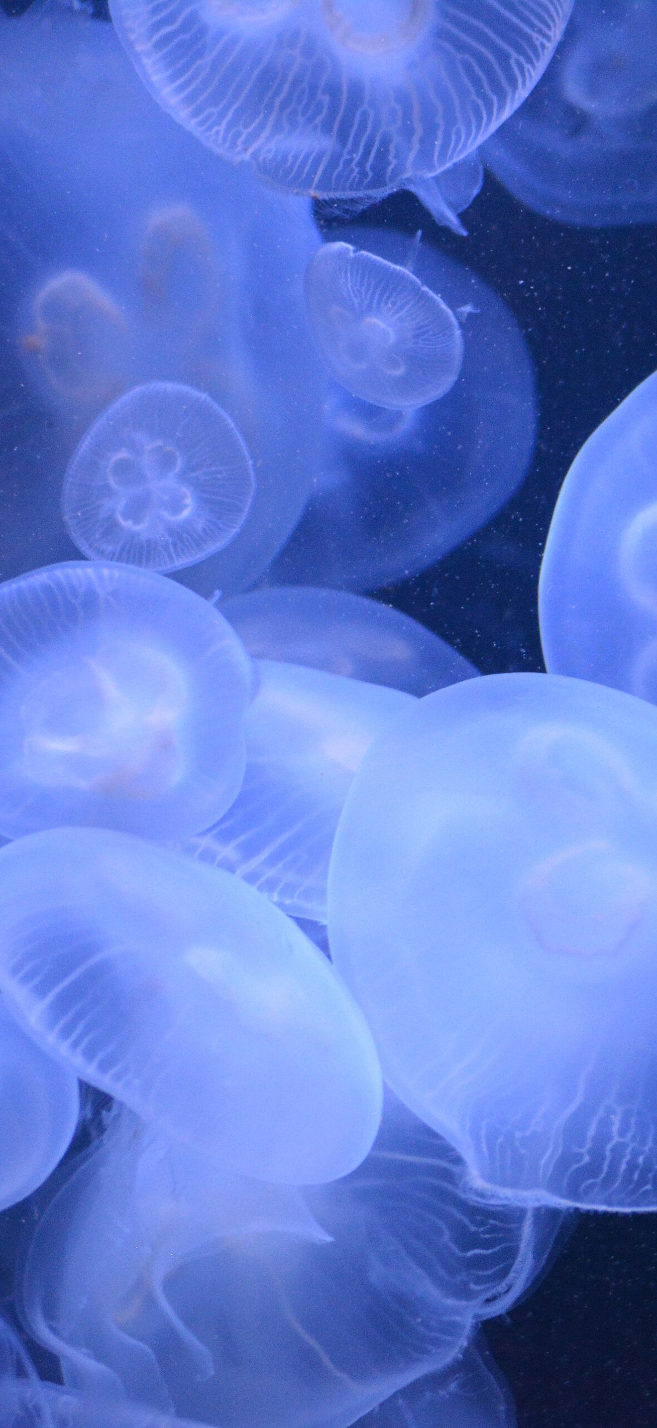Jellyfish Blue Texture