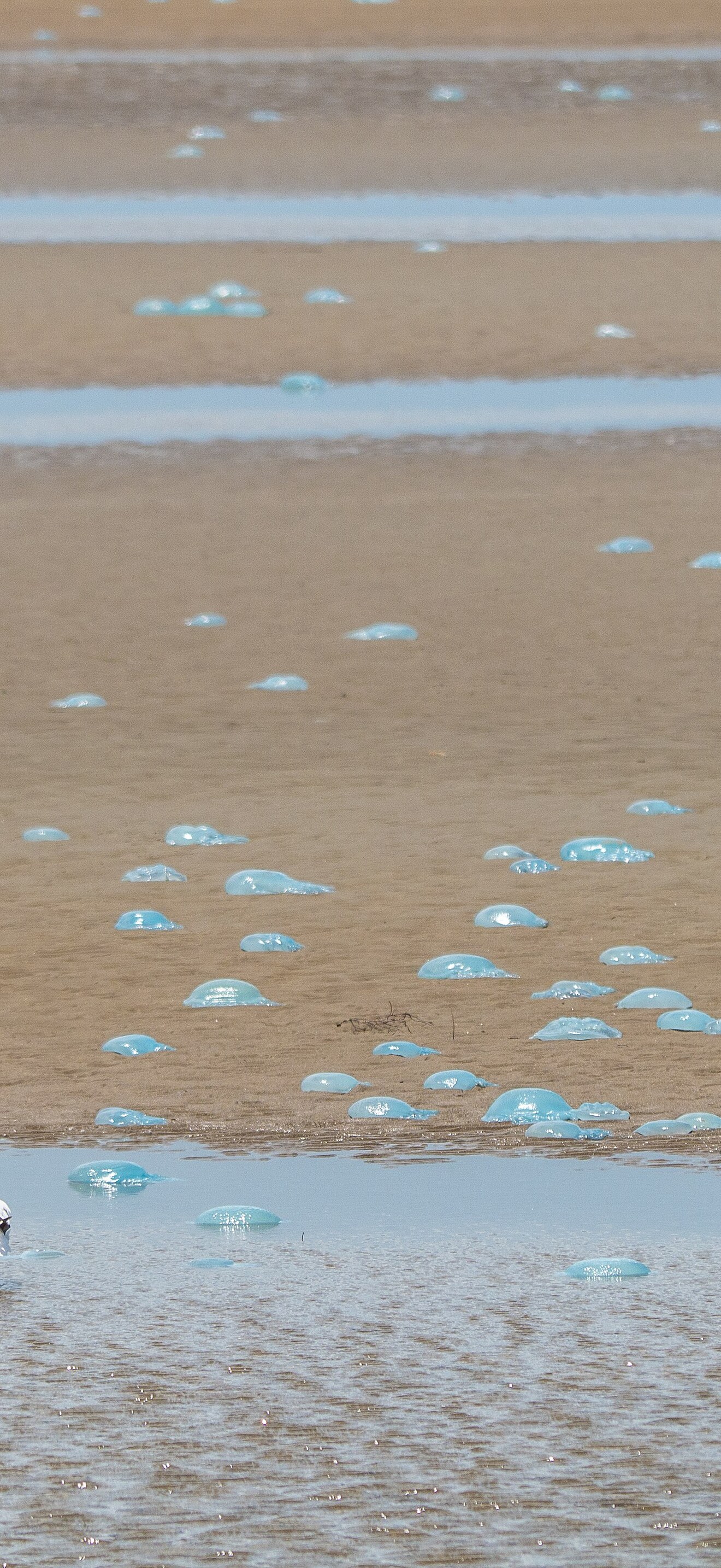 Silver gull and stranded Catostylus mosaicus Blubber Jellyfish Sandgate tidal flats Brambl