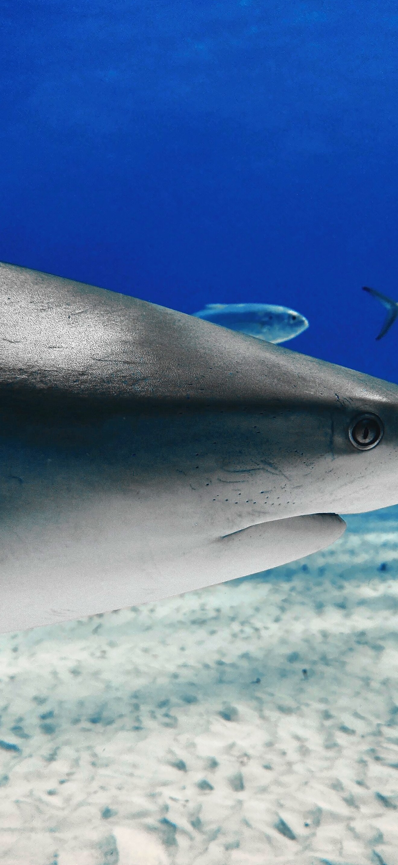 Head close-up of a Caribbean Reef Shark at Tiger Beach, Bahamas
