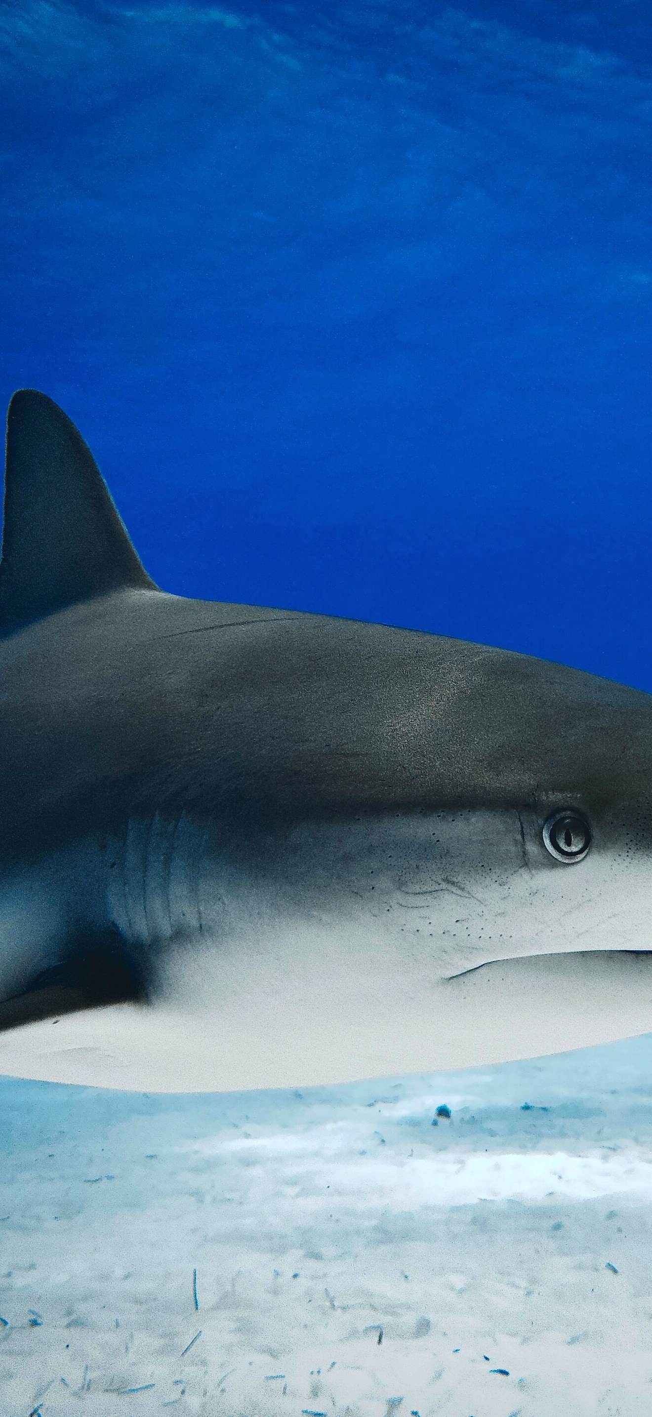 Head and Trunk of Caribbean Reef Shark at Tiger Beach Bahamas