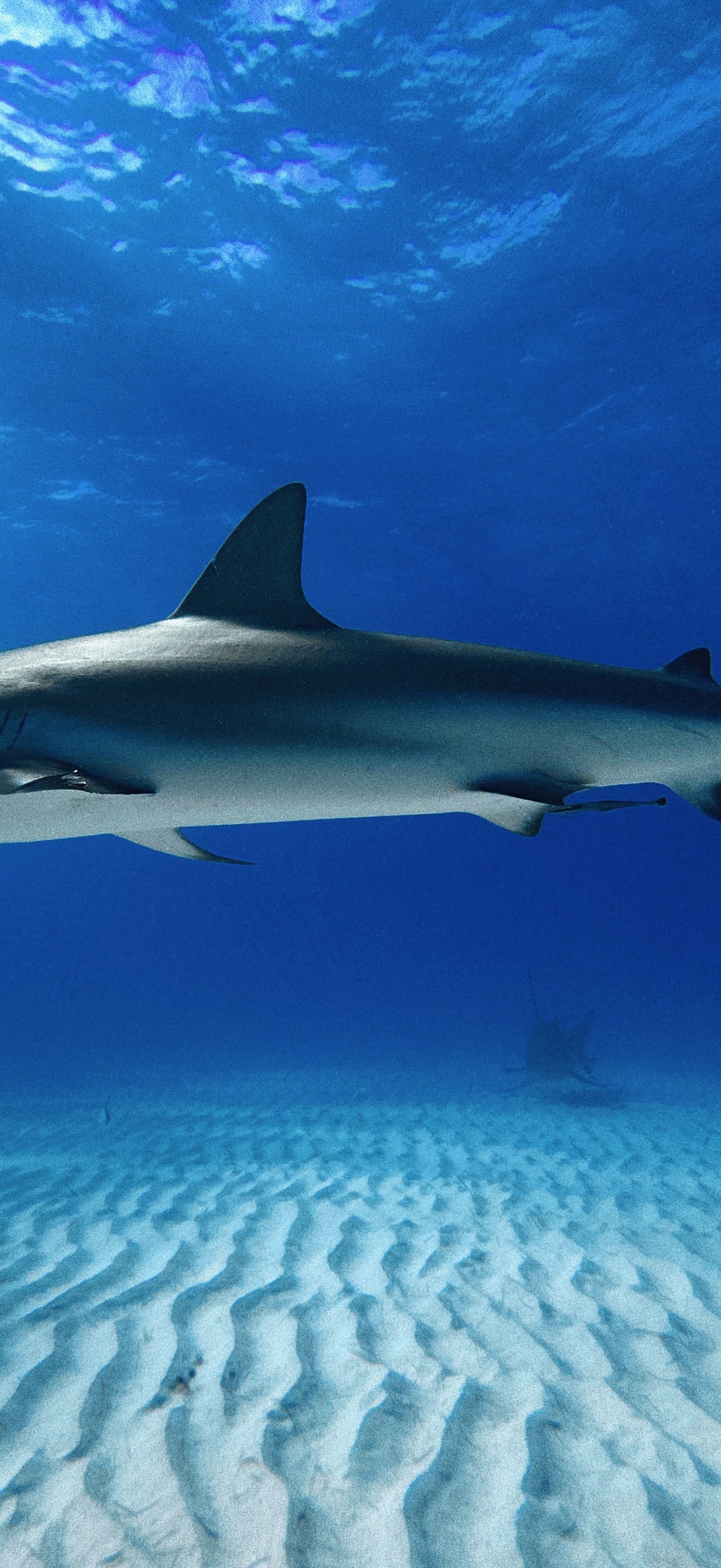 Full Shot of a Caribbean Reef Shark at Tiger Beach Bahamas