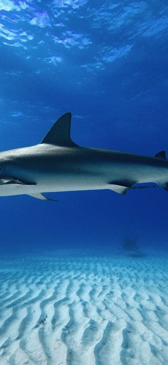 Full Shot of a Caribbean Reef Shark at Tiger Beach Bahamas