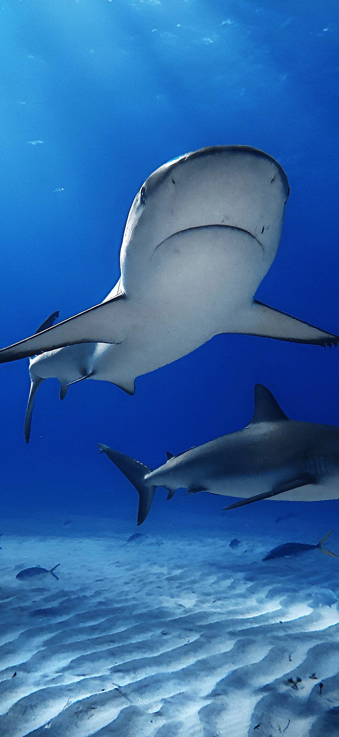 Two Caribbean reef sharks at Tiger Beach Bahamas