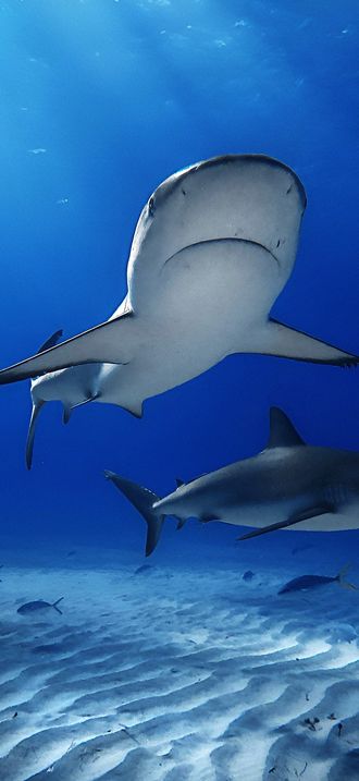 Two Caribbean reef sharks at Tiger Beach Bahamas