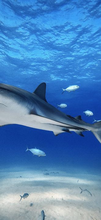 Caribbean Reef Shark Over Sandy Bottom Tiger Beach Bahamas