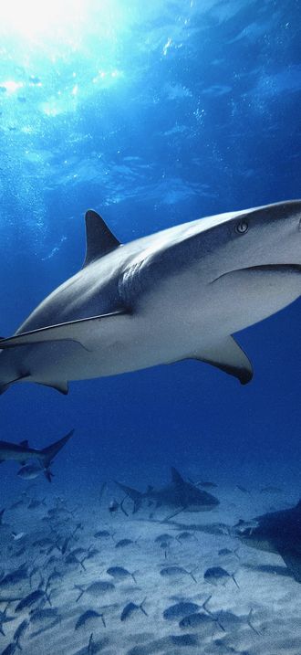 Caribbean Reef Shark School Tiger Beach Bahamas