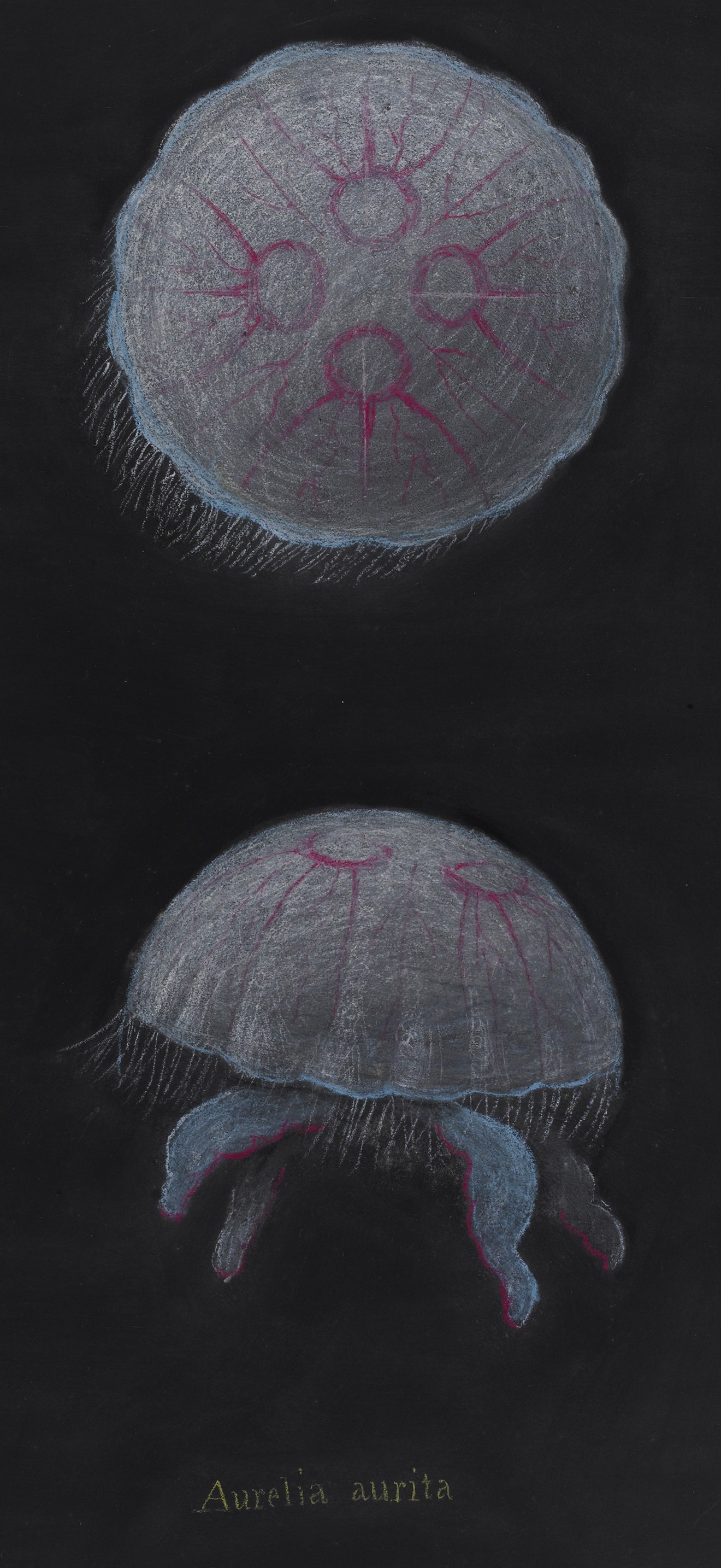 Aurelia aurita moon jellyfish - Philip Henry Gosse - 809 1997