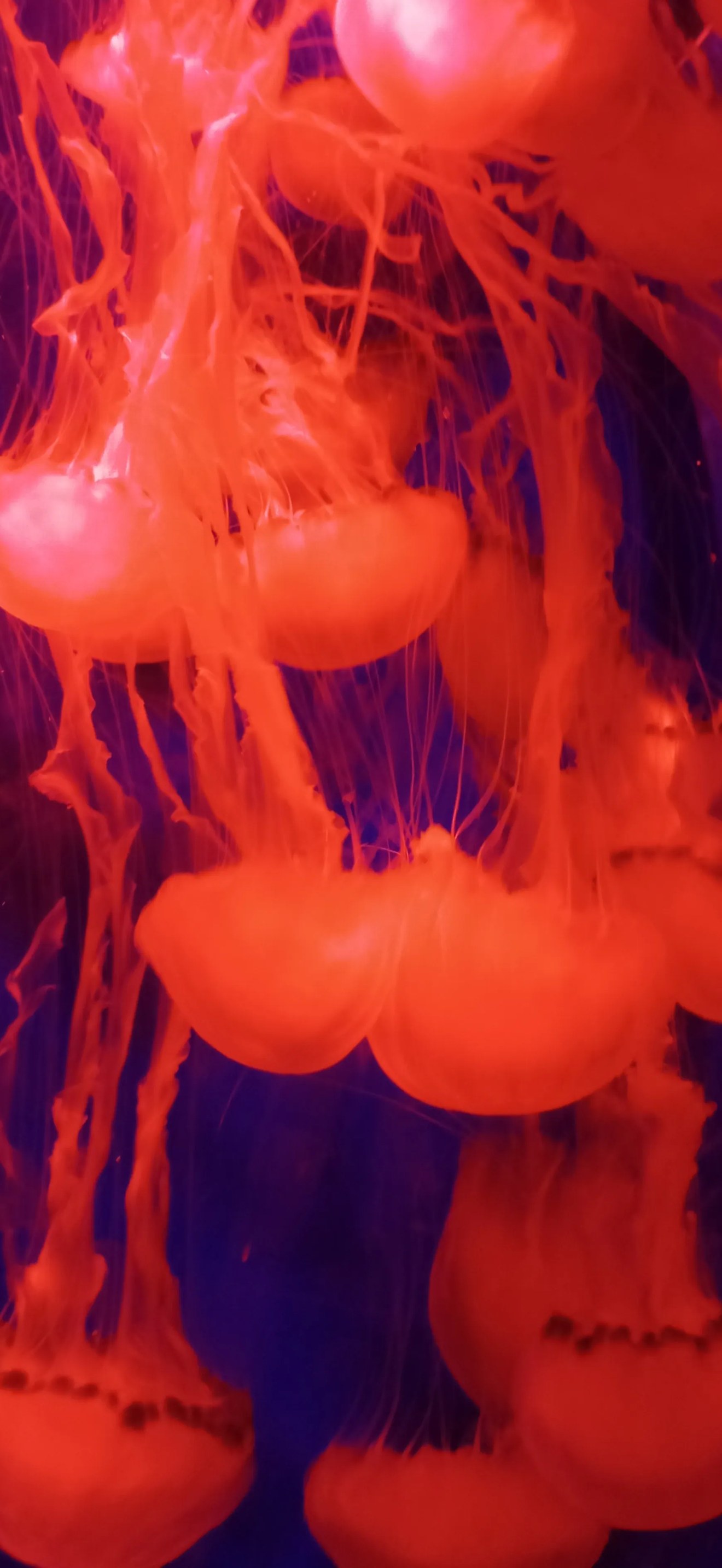 Jellyfish in red color.webp
