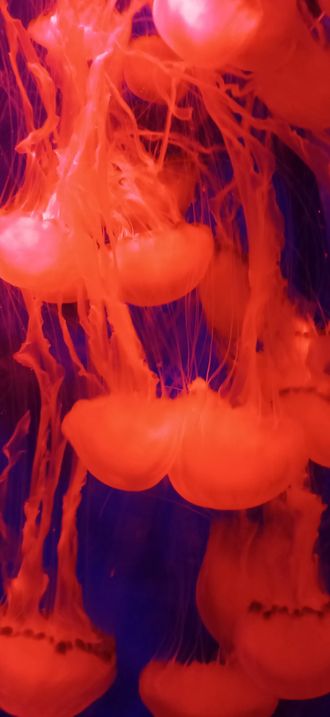 Jellyfish in red color.webp