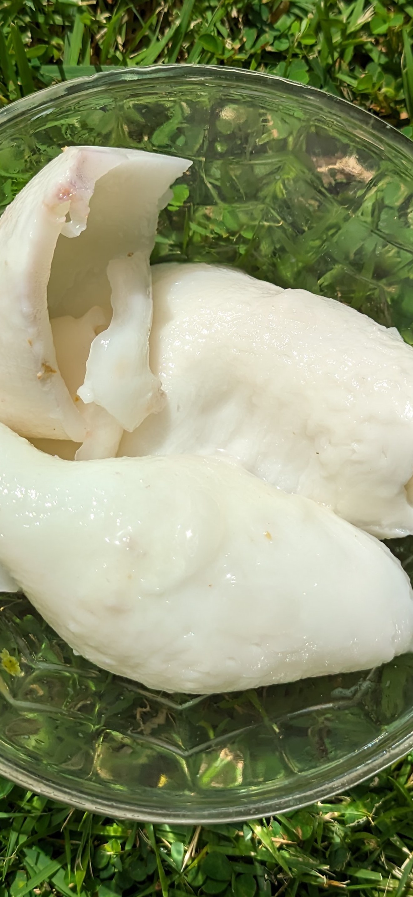 Coconut jelly in a glass bowl on grass top view