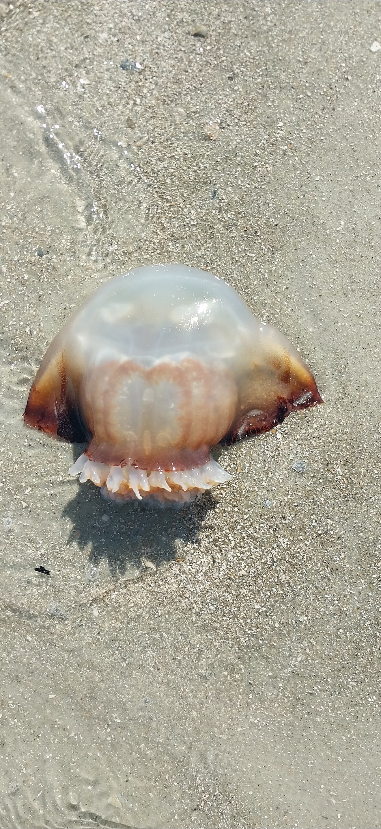 Close-up of a dead jellyfish on a Hilton Head beach