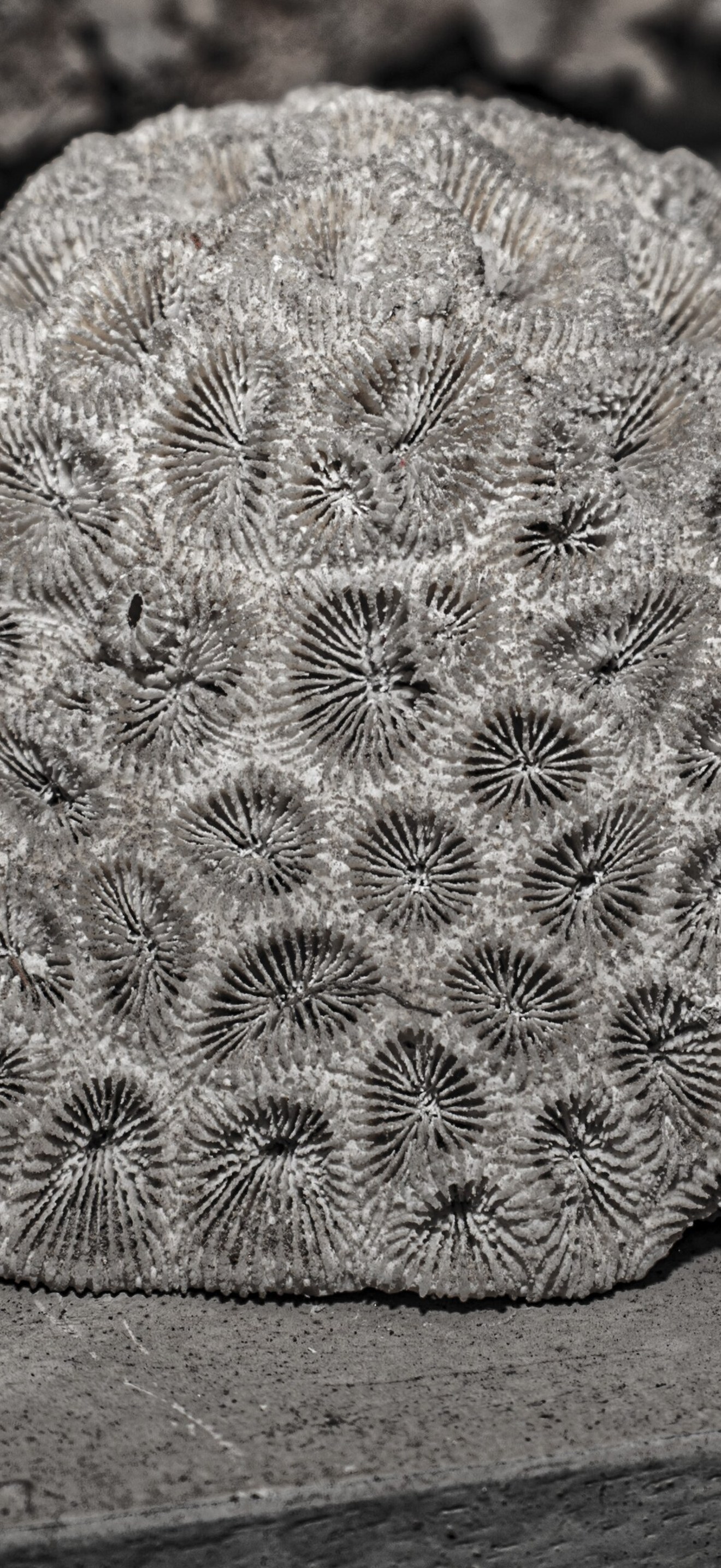 Preserved Coral