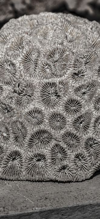 Preserved Coral