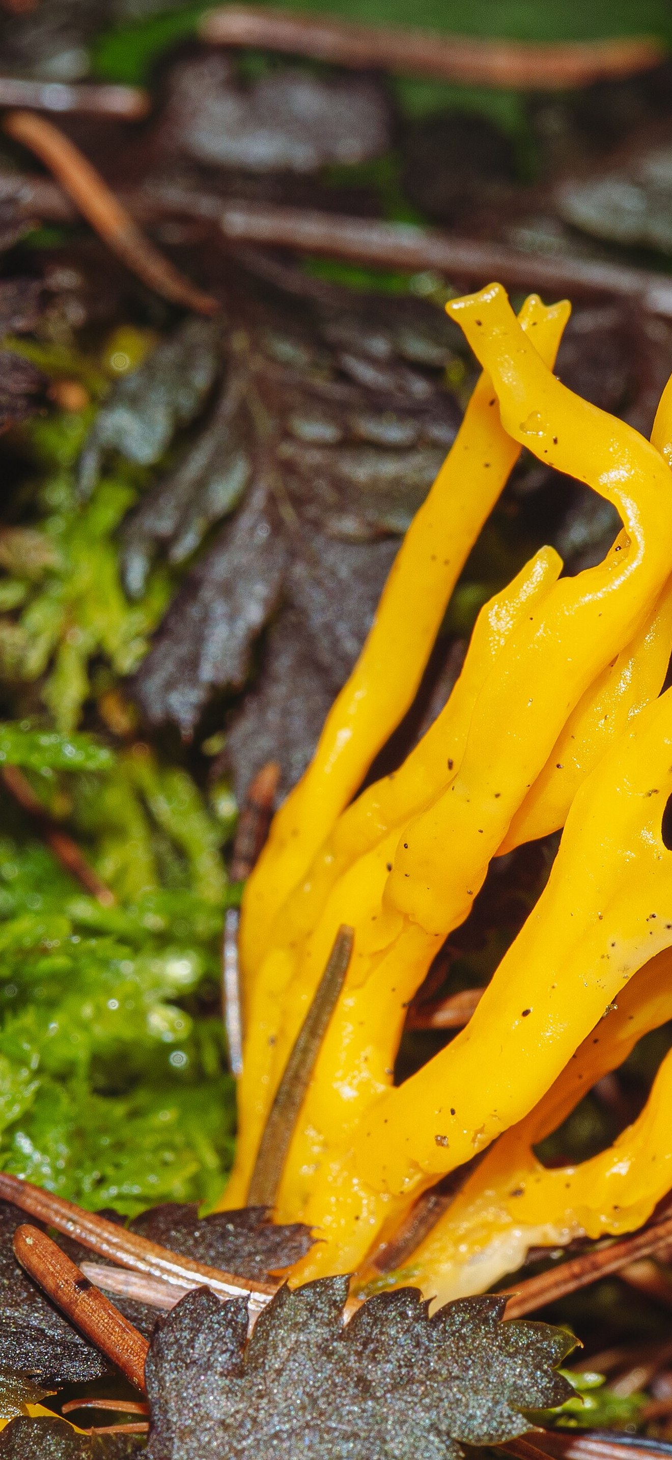 Calocera viscosa