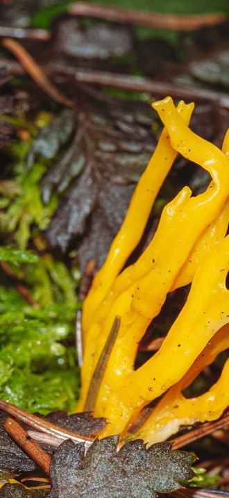 Calocera viscosa
