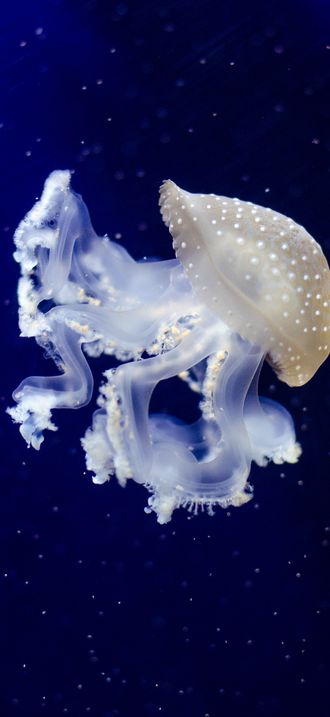 Phyllorhiza punctata (Jellyfish)