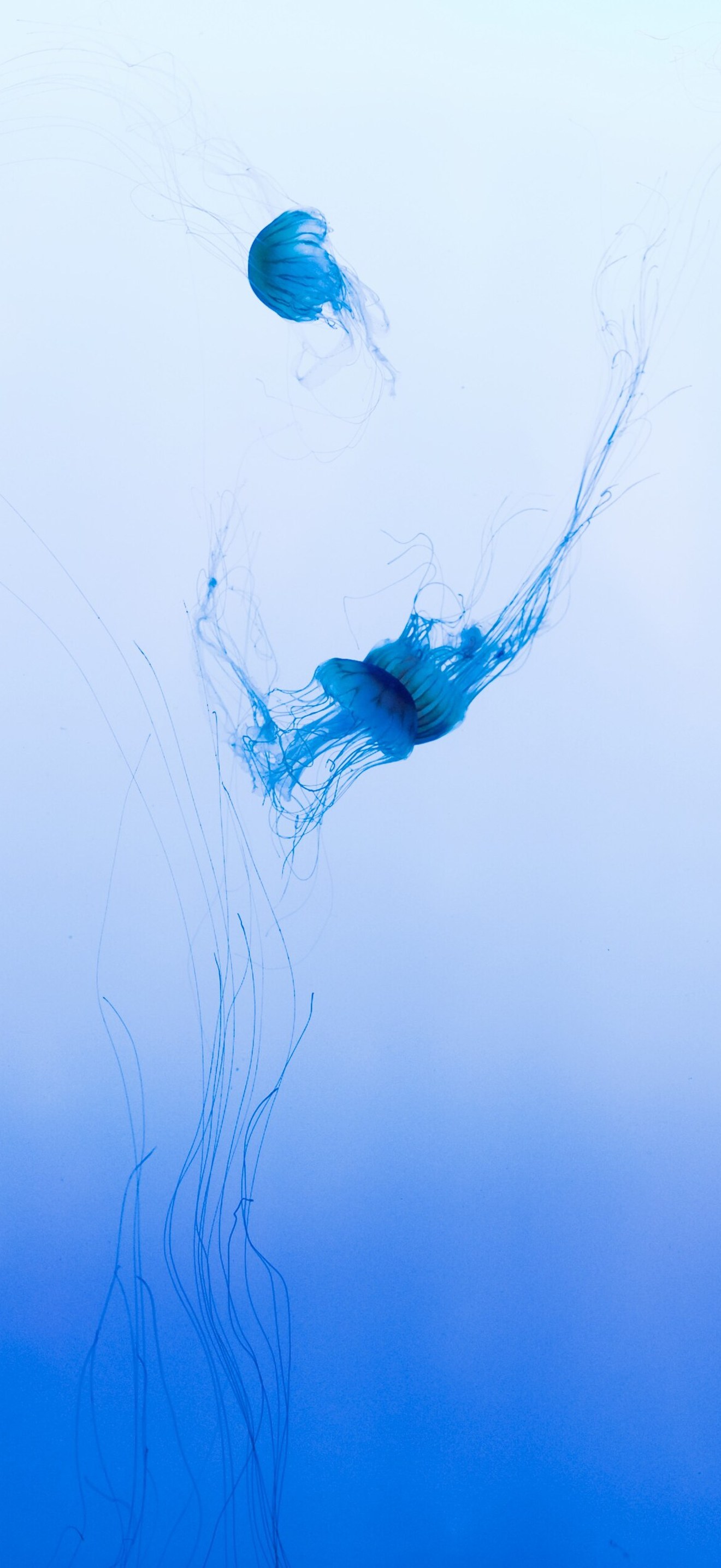Lance Anderson 2014 (Unsplash)