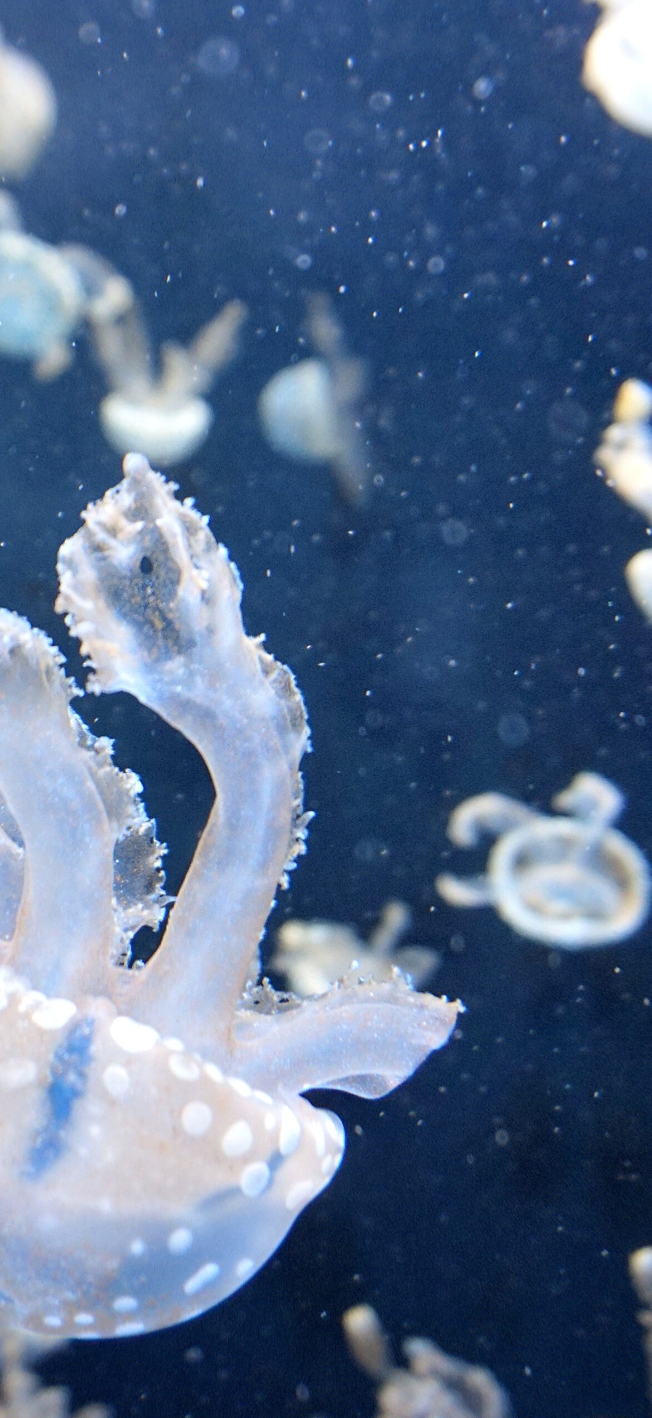 Floating jellyfish (Unsplash)