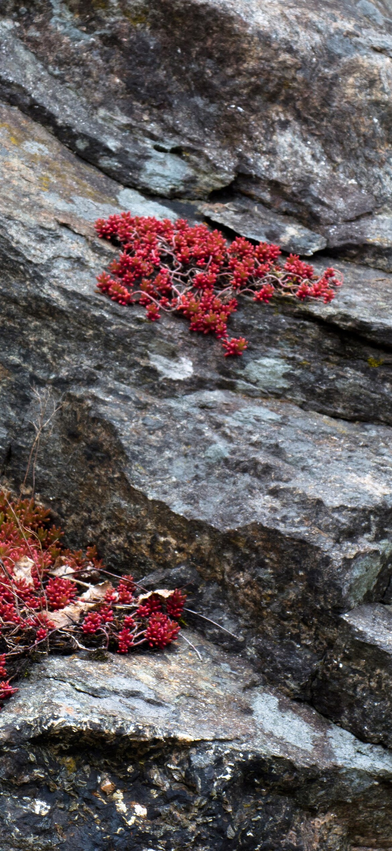 Granite cliff with common houseleek and pink jelly bean plant
