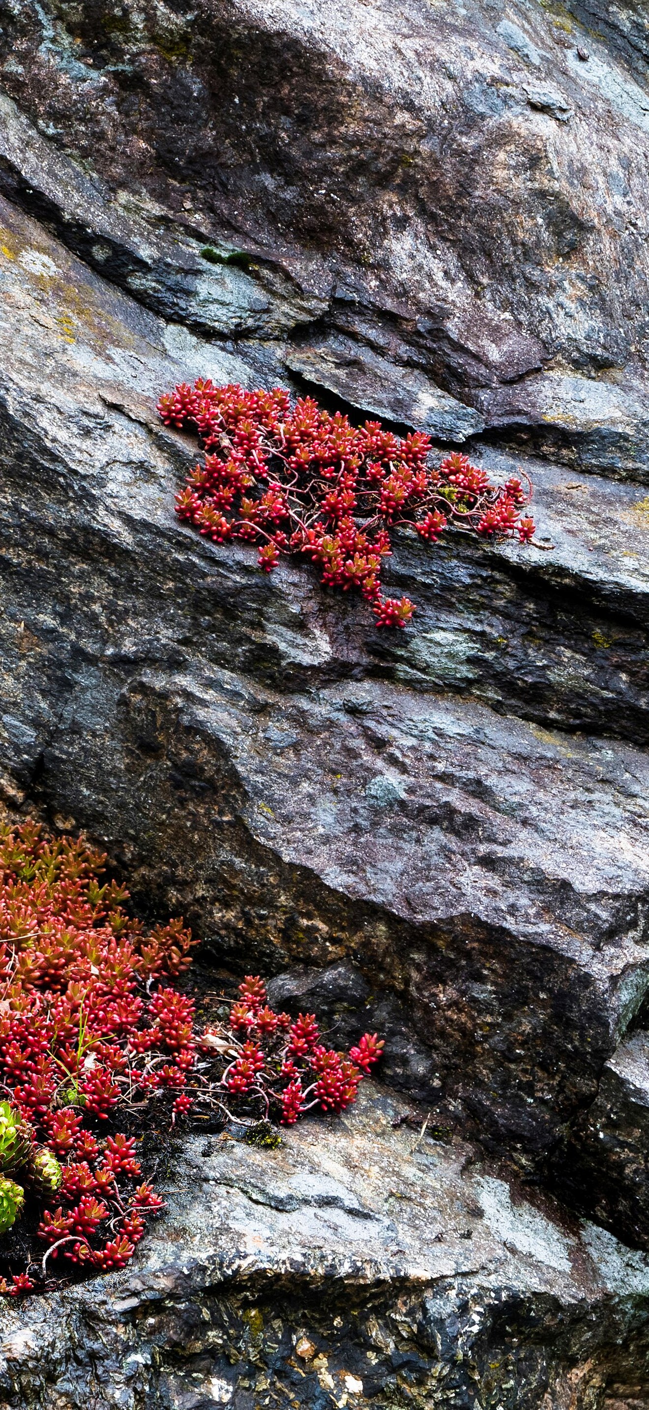 Granite cliff with pink jelly bean plant and common houseleek