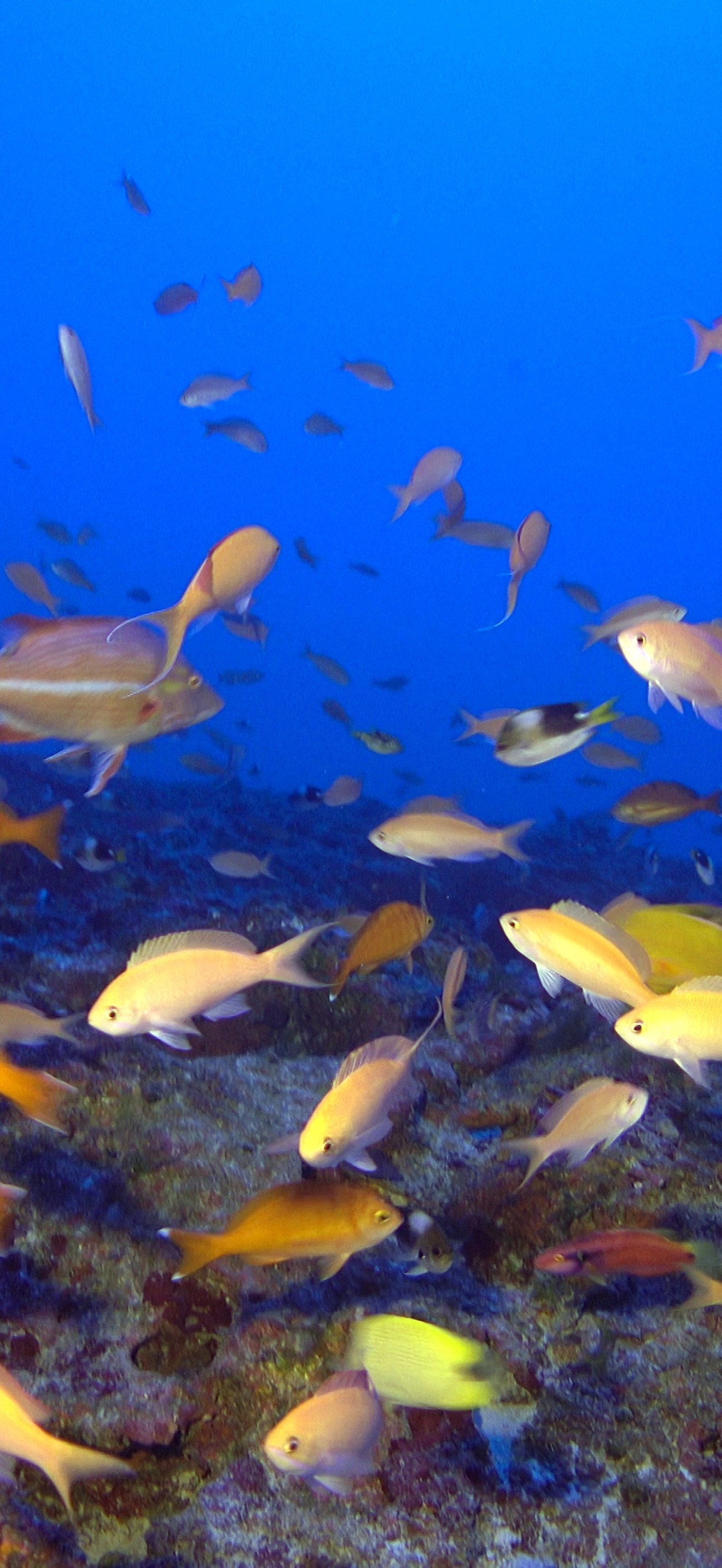 100% reef-fish Endemism at 90 m off Kure Atoll