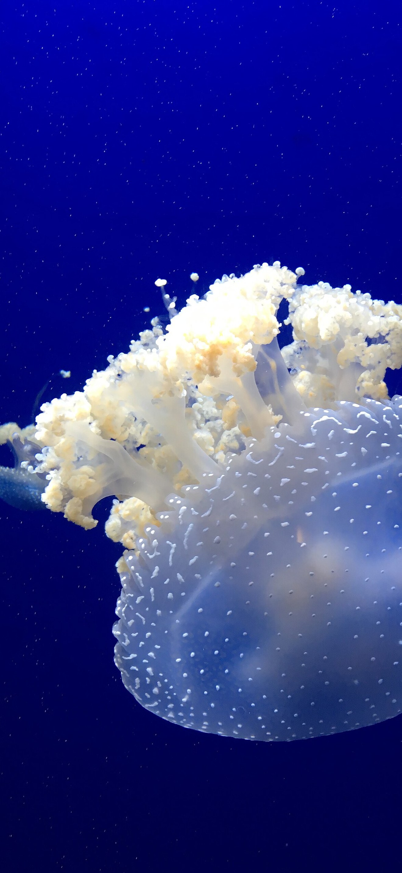 Jellyfish (Unsplash)