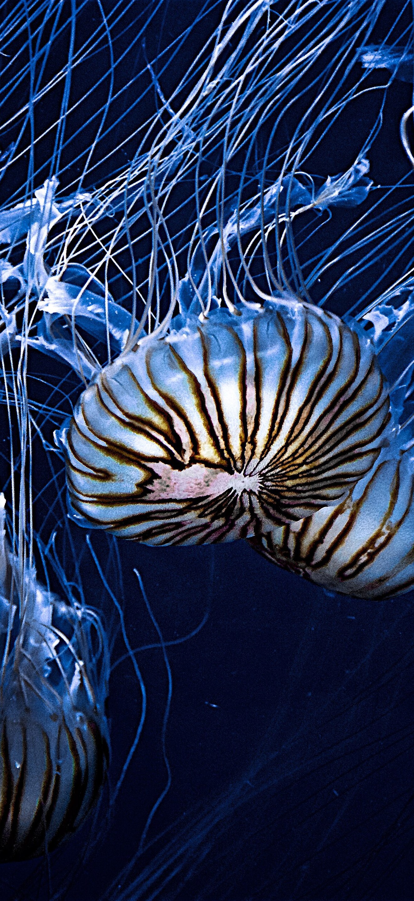 Jellyfish swimming (Unsplash)