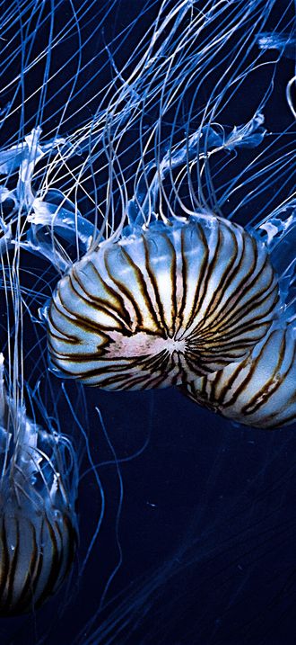 Jellyfish swimming (Unsplash)