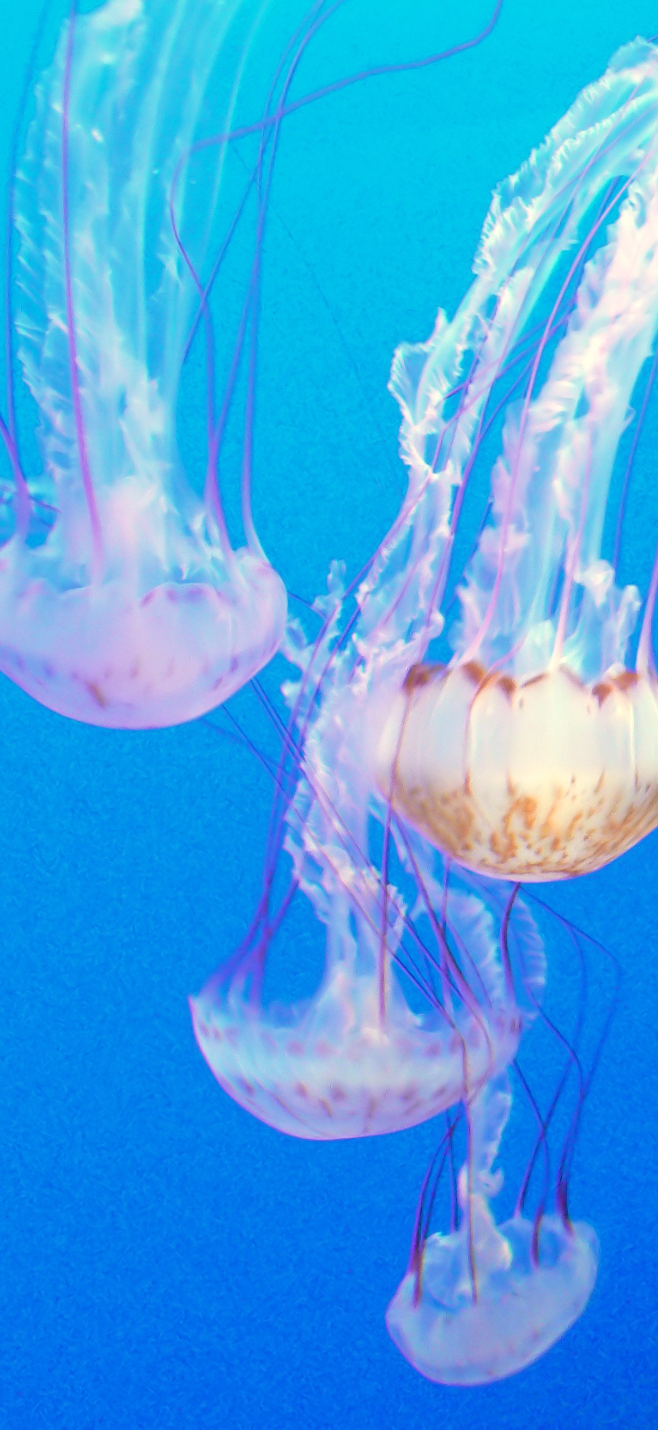 Monterey Aquarium. Jellyfish.