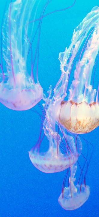 Monterey Aquarium. Jellyfish.