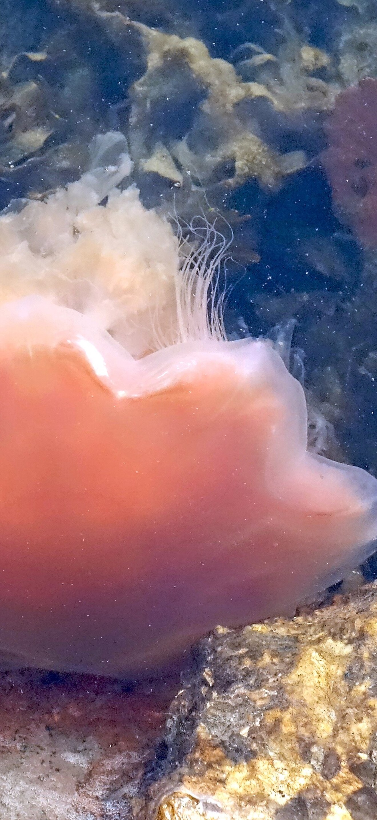 Jellyfish and starfish