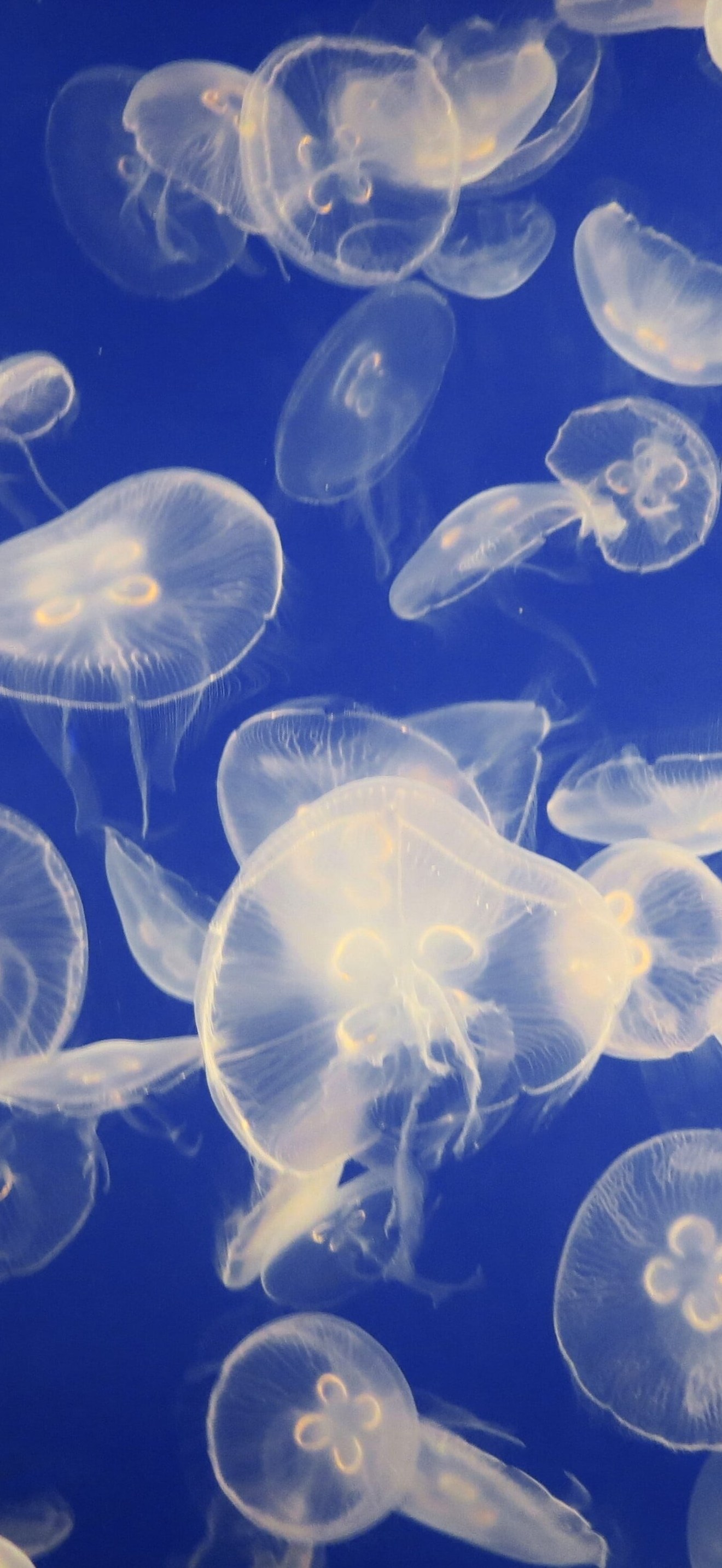 Jellyfish swarm