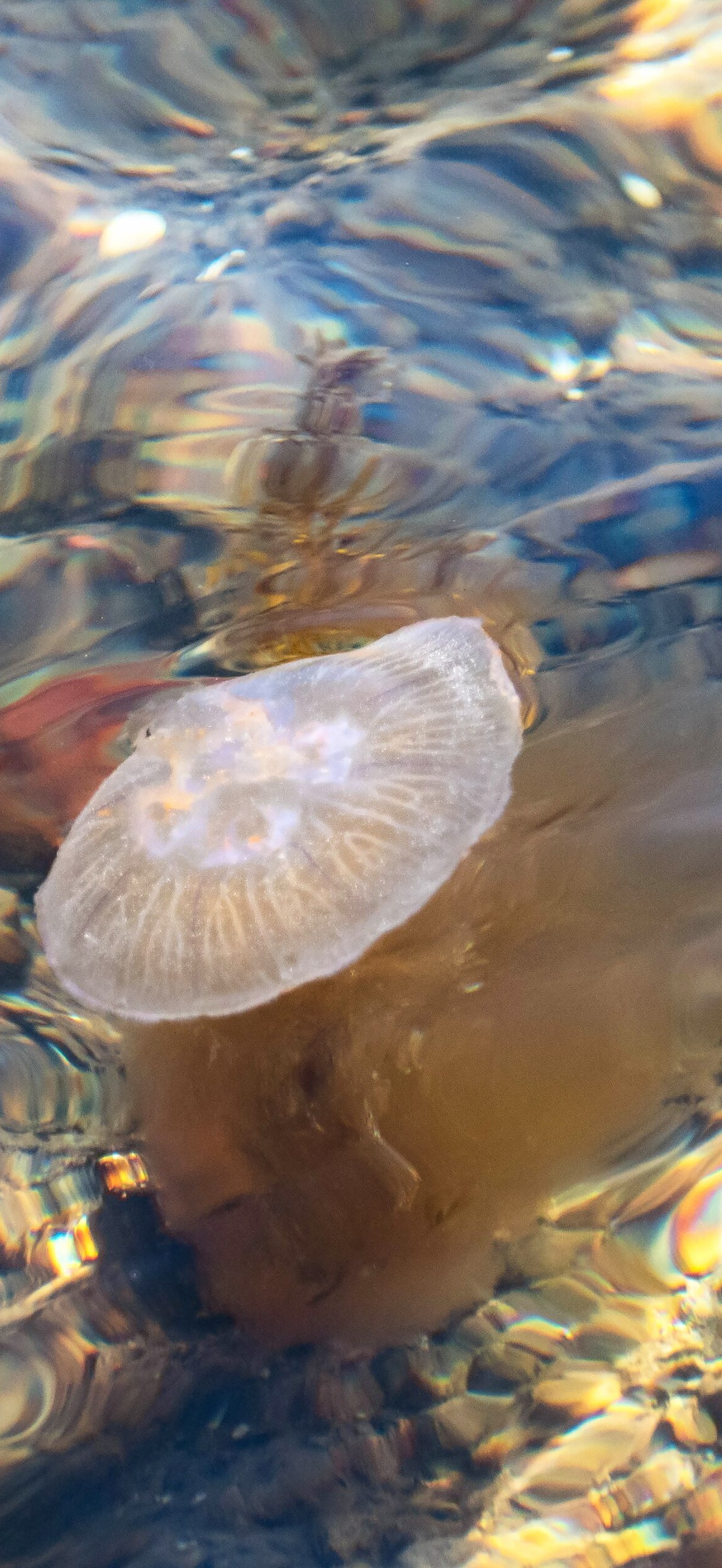 Moon jellyfish at Govik beach