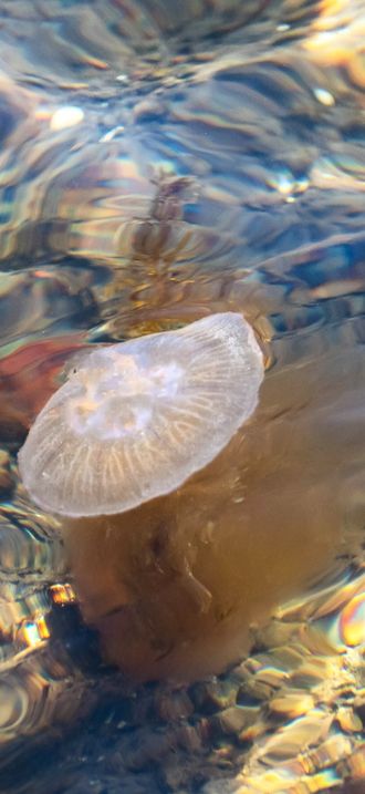 Moon jellyfish at Govik beach