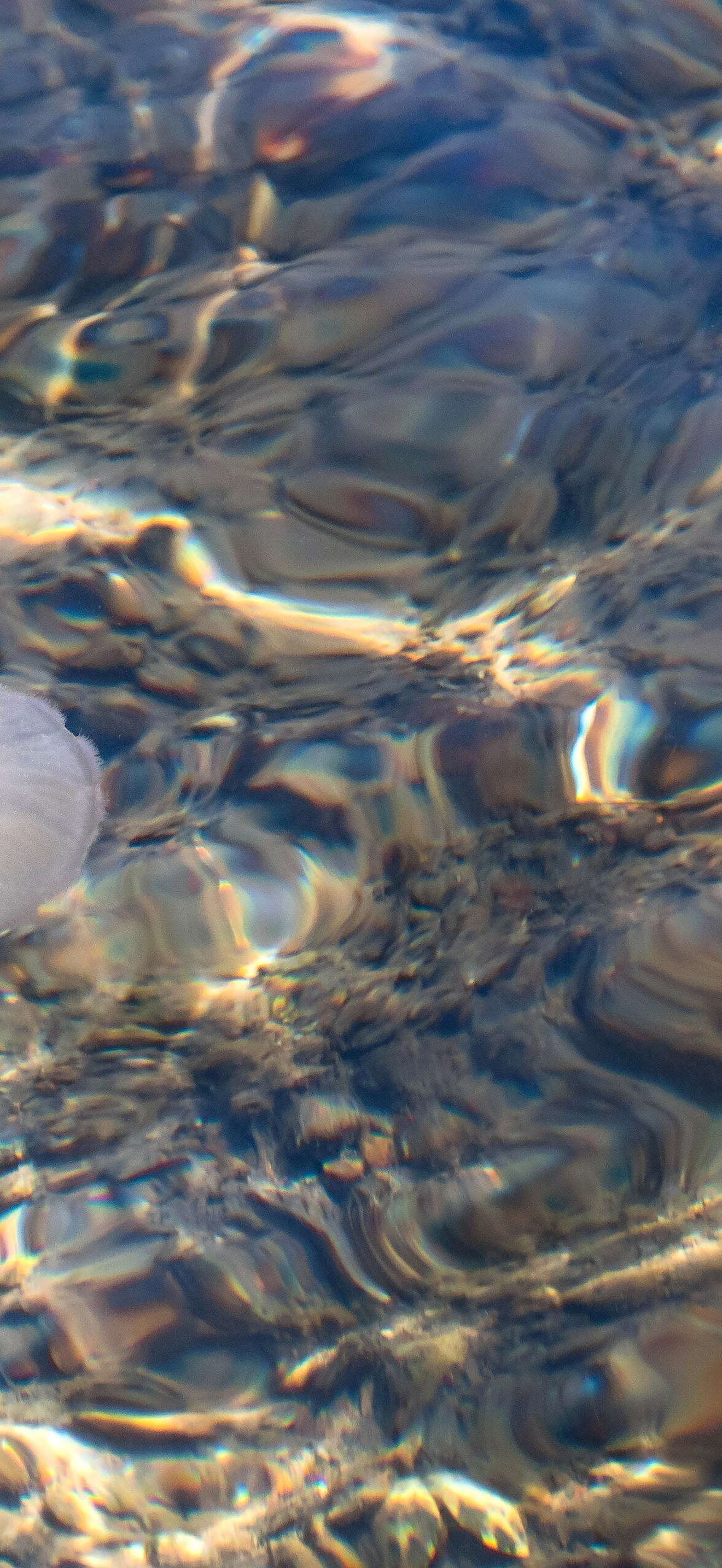 Moon jellyfish at Govik beach