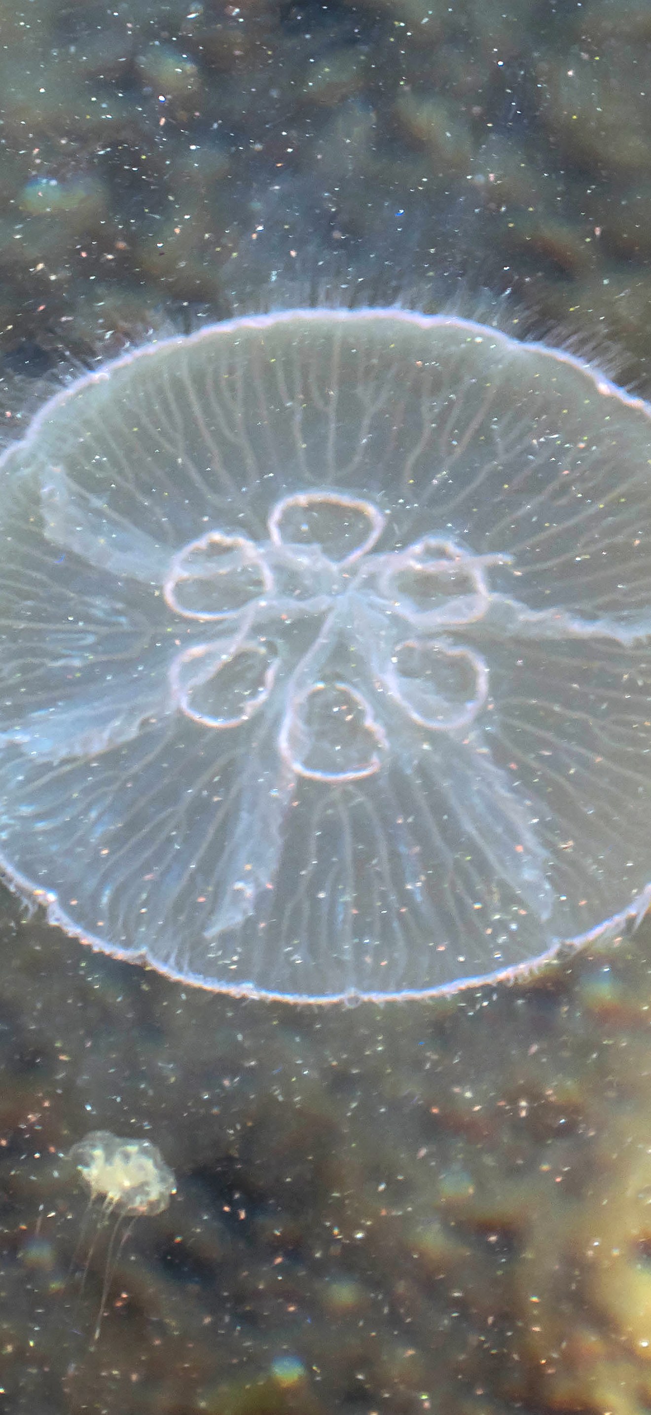Moon jellyfish with six gonads