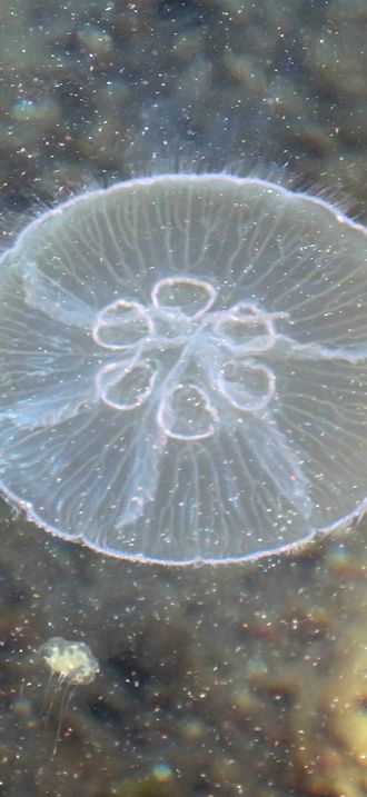 Moon jellyfish with six gonads