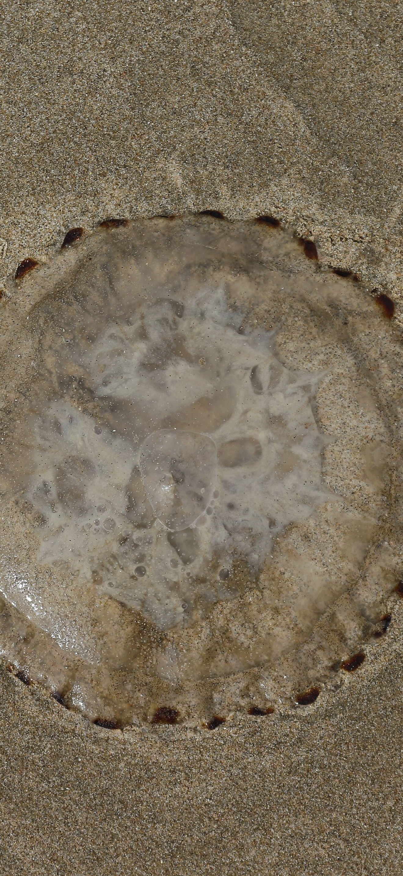 Jellyfish top view